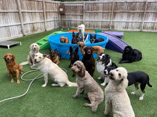 Pet groomer washing a dog